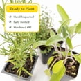 thumbnail image 4 of 1 Chef’s Choice Herb Plant Trio: Live Aromatic Culinary Herbs in 3.5" Cubes | Garden-Ready Tuscan Blue Rosemary, Sage & Thyme Plants with Fresh Savory Flavor for Cooking, Containers & Home Gardens, 4 of 9