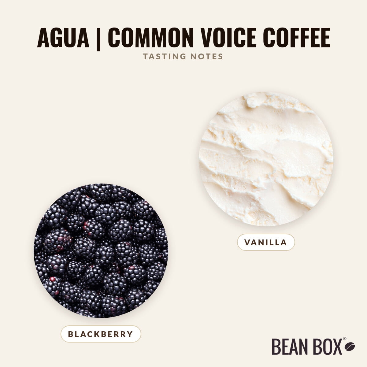 Agua Common Voice Coffee - Roasted by 8th & Roast Coffee Co. - Whole Bean Coffee - 2lb Bag