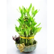 9GreenBox - Live 3 Layer Cake Lucky Bamboo Plant Arrangement w/ Frog & Lotus Handmade Ceramic Pot 40 stalk *GIFT*