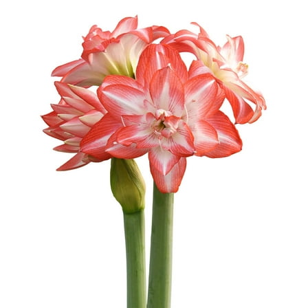Blossom Peacock Amaryllis - 28-32 cm bulb
