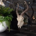 thumbnail image 3 of Ormere Polyresin Goat Head Decor, 3 of 7