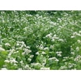 thumbnail image 1 of MANCAN BUCKWHEAT 5 Lb Cover Crop - Wild Life and Game Attactant - Bee Pollinator, 1 of 4