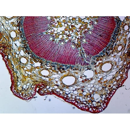 Pine (Gymnosperms) Young Stem; Cross Section by Go Science Crazy price history on PriceWatchPro