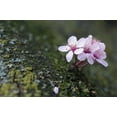 thumbnail image 2 of Berzel, Erin 24x17 Gold Ornate Wood Framed with Double Matting Museum Art Print Titled - Portland Cherry Blossom I, 2 of 4