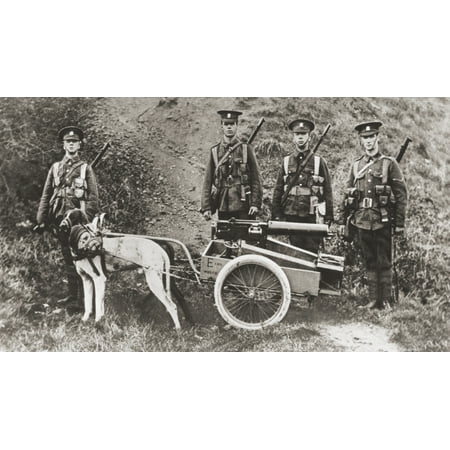 British Army Using Dogs To Pull A Machine Gun During World War I From The Illustrated War News 1915 Stretched Canvas - Ken Welsh  Design Pics (38 x 22)