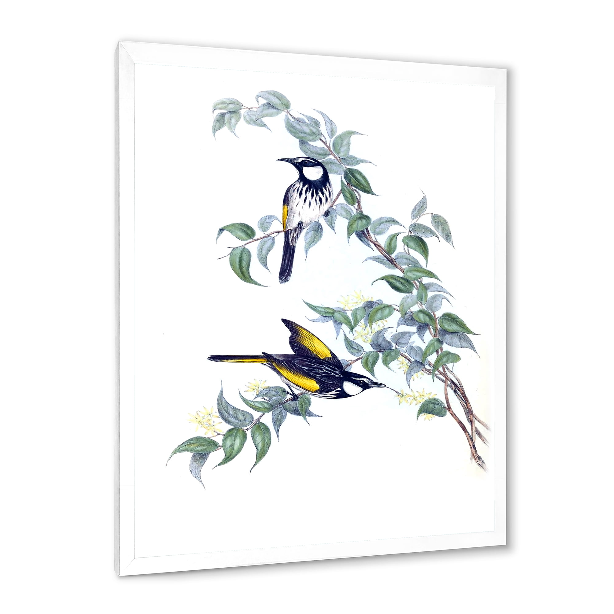 Designart 'Ancient Australian Birds On A Branch' Traditional Framed Art Print
