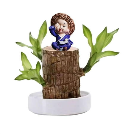 

HomeCraft Co. Brazilian Wood Easy Grow Wood Easy Care Brazilian Wood Hydroponic Wood Tree Brazilian Wood Housewarming For New Home 1PC