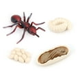 thumbnail image 2 of 1 Ensemble Kit Cycle de Vie de Fourmis Réaliste Exquis Simulation Accessoire Petits Modèles d'Affichage Jouet pour Enfants Insectes pour Maison École, 2 of 9