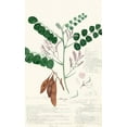 thumbnail image 2 of Descubes, A. 21x32 Gold Ornate Wood Framed with Double Matting Museum Art Print Titled - Descubes Ferns I, 2 of 4