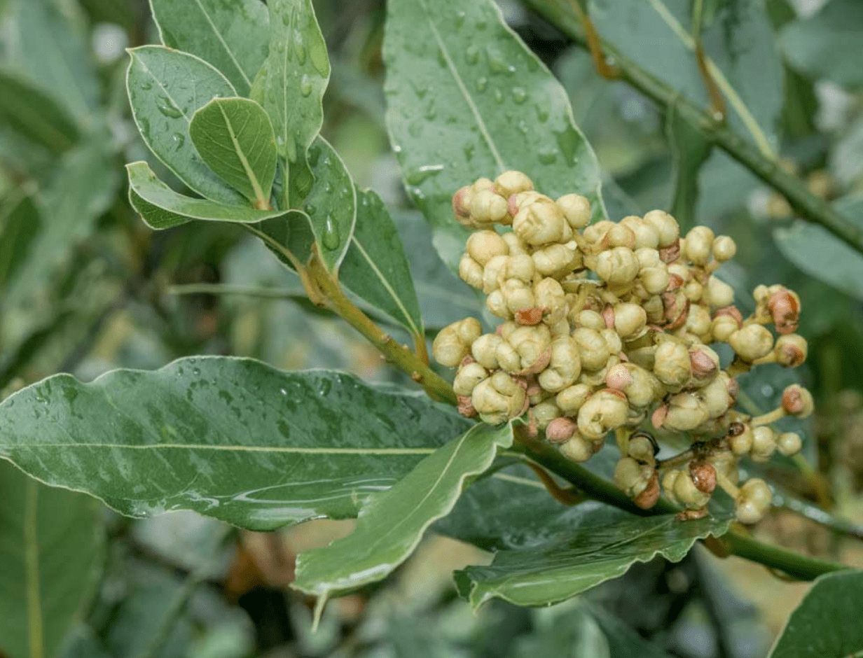 Bay Leaf Plant Live, Laurus Nobilis Bay Laurel Tree for Indoor or Outdoor Planting, 4-7 Inch Tall