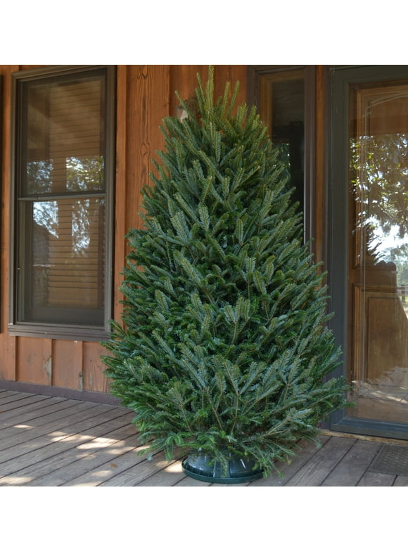 Real Christmas Trees