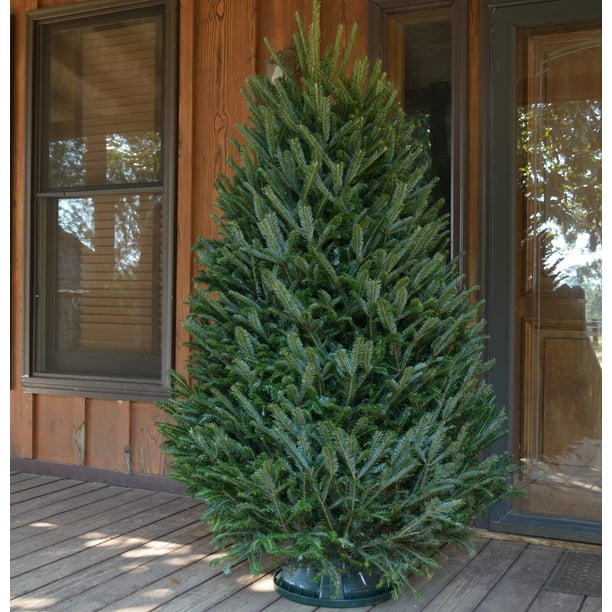 Real Fresh Cut 67' Fraser Fir Christmas Tree Cottage Hill Walmart