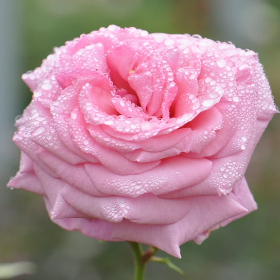 Aloha Pink Climbing Rose by Heirloom Roses - Live Climbing Rose Plants