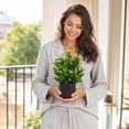 thumbnail image 3 of Set of 4 Artificial Potted Plants | Plastic Green Foliage | Indoor & Outdoor Décor | Realistic Small Fake Plants for Home and Office Decoration, 3 of 6