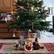 thumbnail image 4 of pstuiky Adorno navideño de ciervo para ventana. Decora tu ventana y crea un ambiente acogedor. Un regalo de Navidad., 4 of 6
