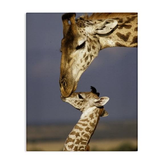 Stupell Industries Traditional Giraffe Family Mother with Calf Canvas Art, 16 x 20, by Marilyn Parver / DanitaDelimont.com