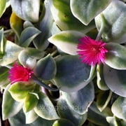 Aptenia Cordifolia Variegata, Dorotheanthus Crystal, Baby Sun Rose - Pot Size: 3 (2.6x3.5) - Colorful Foliage, Plants