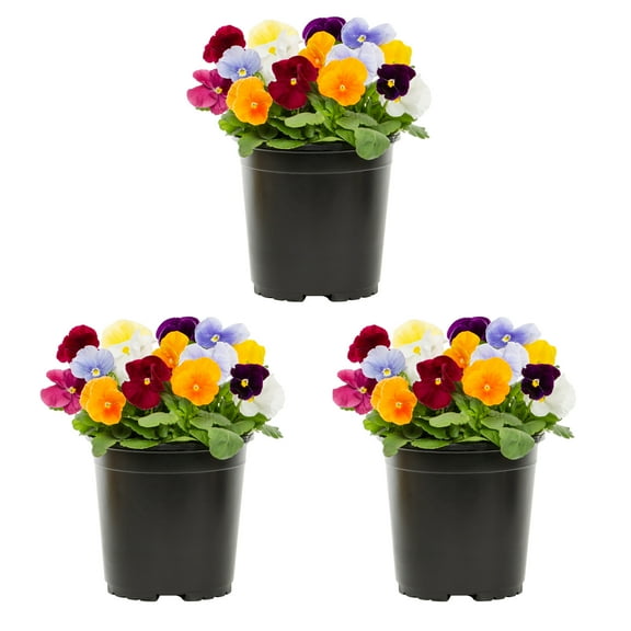 Expert Gardener 2.5QT Multicolor Pansy Live Annual Plant Sun 3-Pack