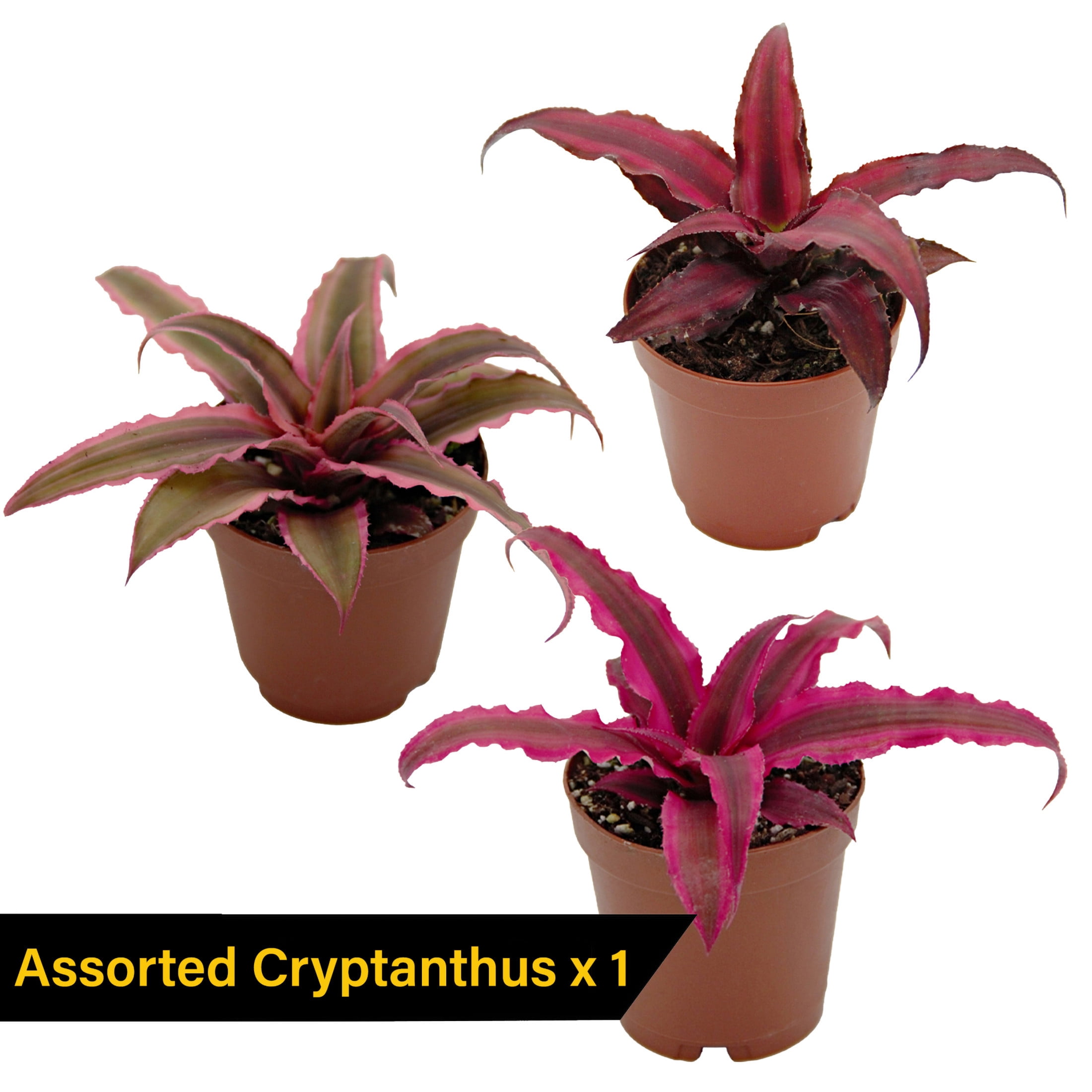 ReptiCulture Tropical Plant Starter Bundle