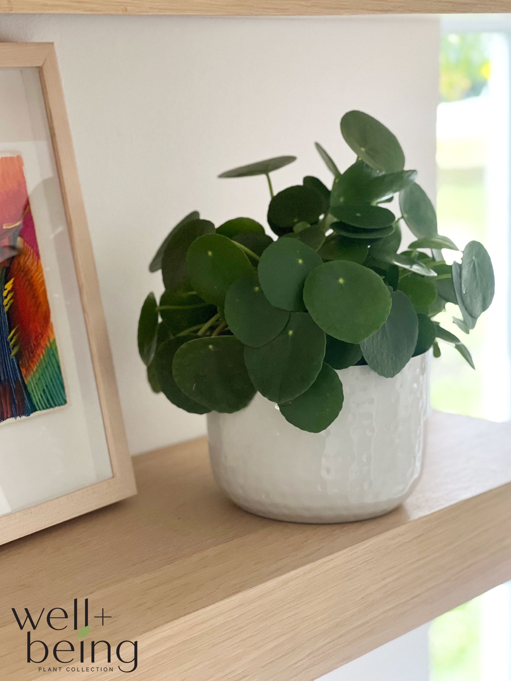 Nature's Way Farms Pilea Indoor Live Plant (6-10 in. Tall) in Grower Pot