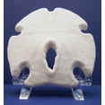 thumbnail image 3 of Set of 12: White Rustic Arrowhead Sand Dollars 3-3 1/2" Beach Wedding Coastal Cottage Decor, 3 of 7