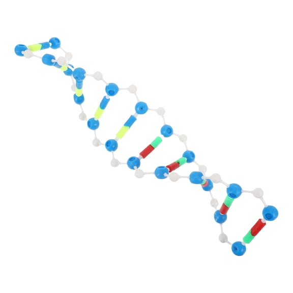 UPOUART Biology Teaching Prop Featuring Reusable Dna Structure Model in Assorted Colors