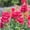Crimson, variant on Snapdragon Flower Seeds - Floral Showers Series F1 - 1000 Seeds - White Blooms - Annual Flower Garden