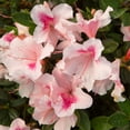 thumbnail image 2 of Encore Azalea Autumn Chiffon (1 Gallon) Flowering Shrub - Full Sun Live Outdoor Plant, 2 of 9