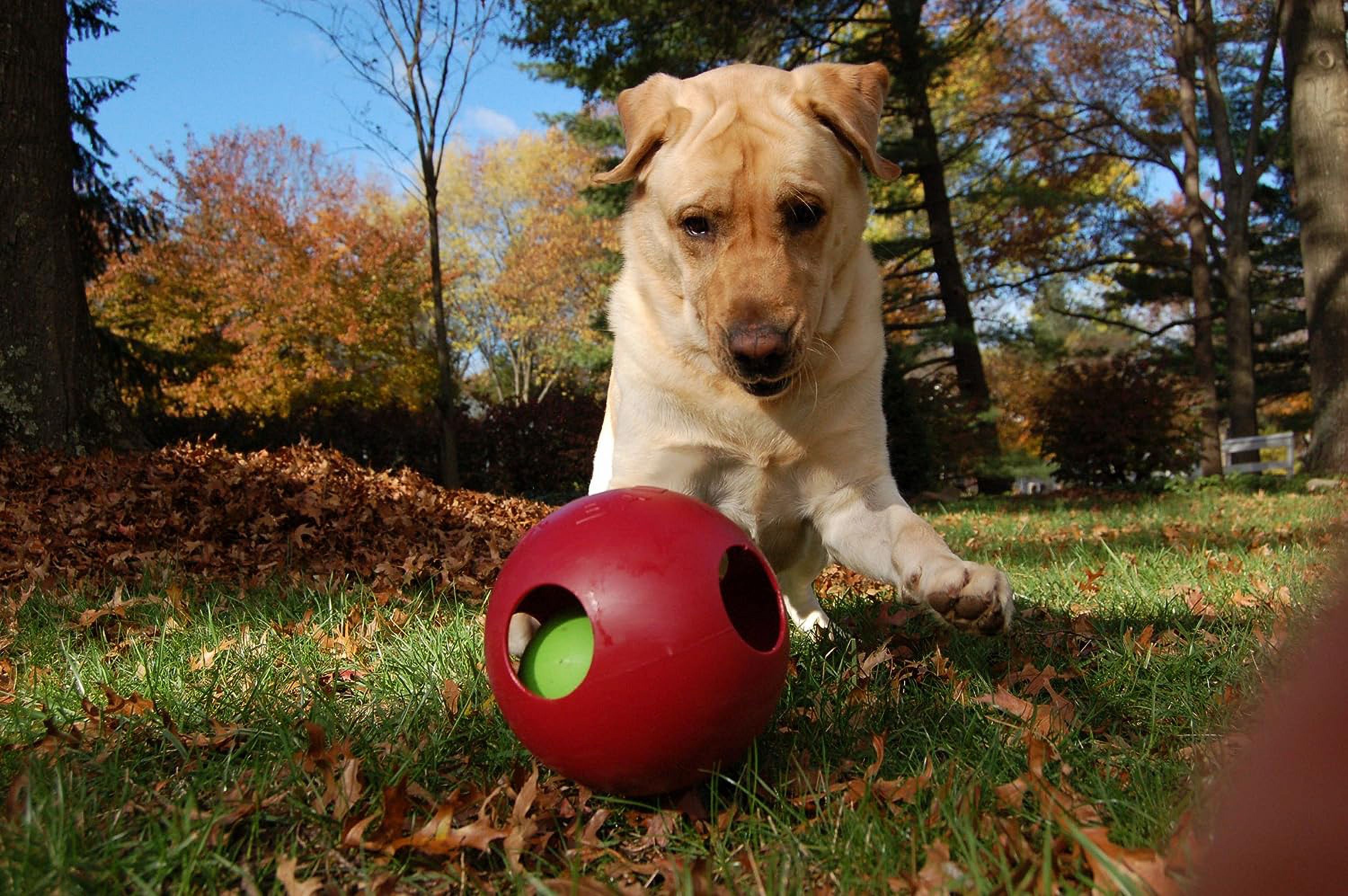 Jolly Pets Teaser Ball 8 inch Red  Hard Plastic plus Squeaker Toy for Dogs