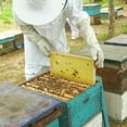 thumbnail image 4 of Loetky 20 Pcs Natural Beeswax Foundation Sheets, Beekeeping Supplies for Hive Frames, Wax Comb Starter Sheets for Honey Bees, Beekeeping Equipment Kit, 4 of 9