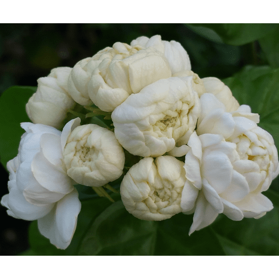 Grand Duke of Tuscany Jasmine Live Plant, Blooming Jasmine Plant Live in 3.5 Inch Pot, 8 Inc Height, Fragrant Flower Plant