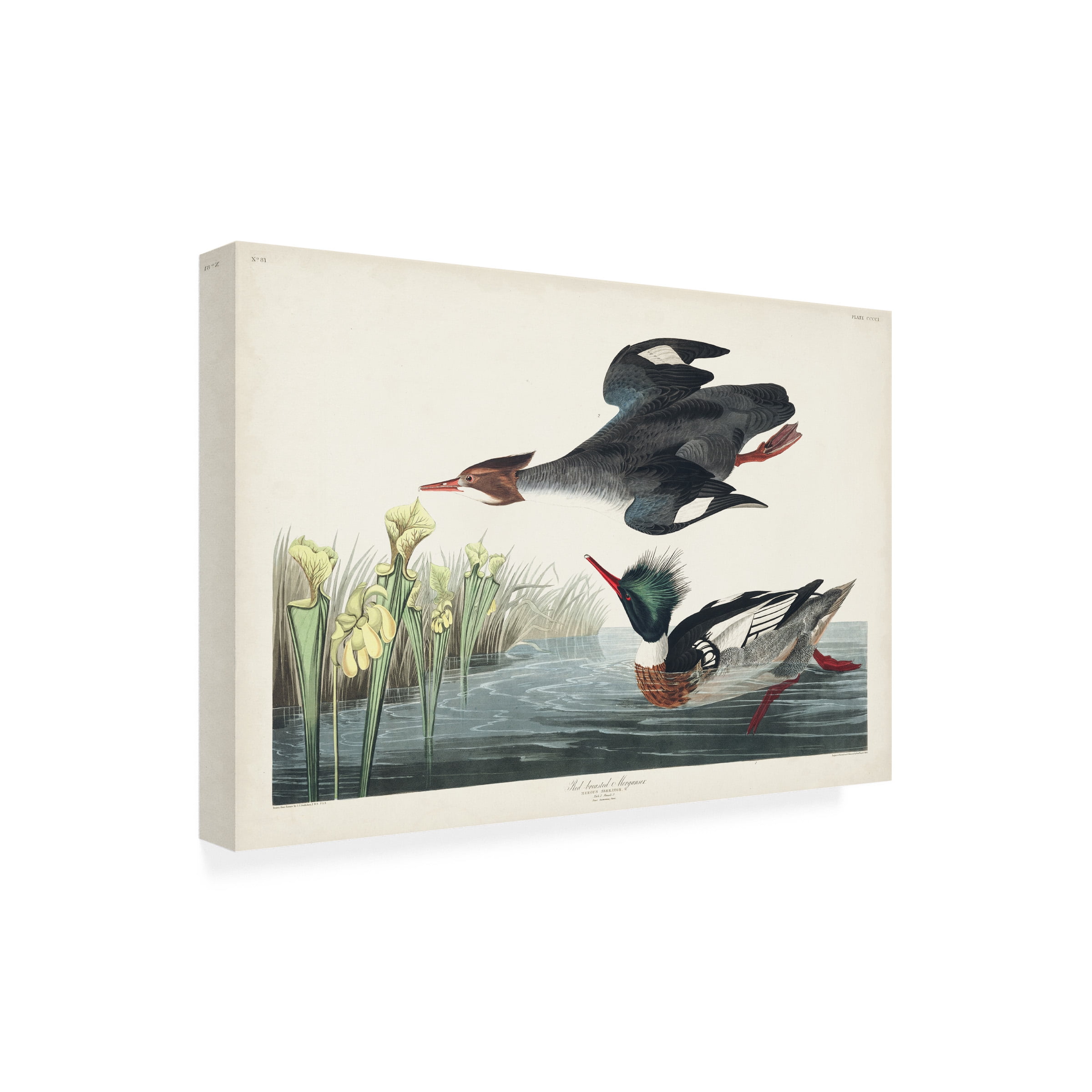 John James Audubon 'Red Breasted Merganser Duck' Canvas Art