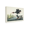 thumbnail image 2 of John James Audubon 'Red Breasted Merganser Duck' Canvas Art, 2 of 3