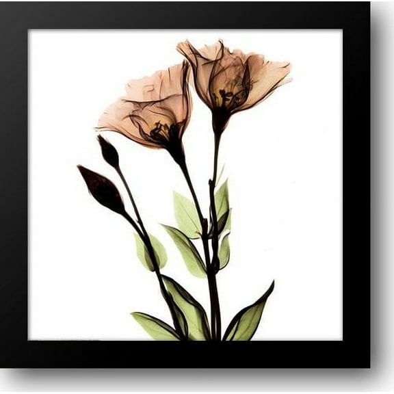 Crystal Flowers X-Ray, Gentian 16x16 Framed Art Print by Koetsier, Albert