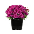 thumbnail image 2 of (2 pack) Expert Gardener 3.0QT Purple Mum Live Plant in Grower Pot Full Sun, 2 of 6