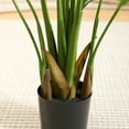 thumbnail image 5 of 2 Pack Artificial Plants in Basket 5 Feet Faux Green Areca Palm Plant with Woven Seagrass Belly Basket, Fake Tree for Home Decor Office House Living Room Indoor Outdoor, 5 of 9
