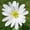 Blanda Sparkling White, variant on Easy to Grow Anemone Rosea 20 Plant Bulbs, Spring Flowers Outdoor