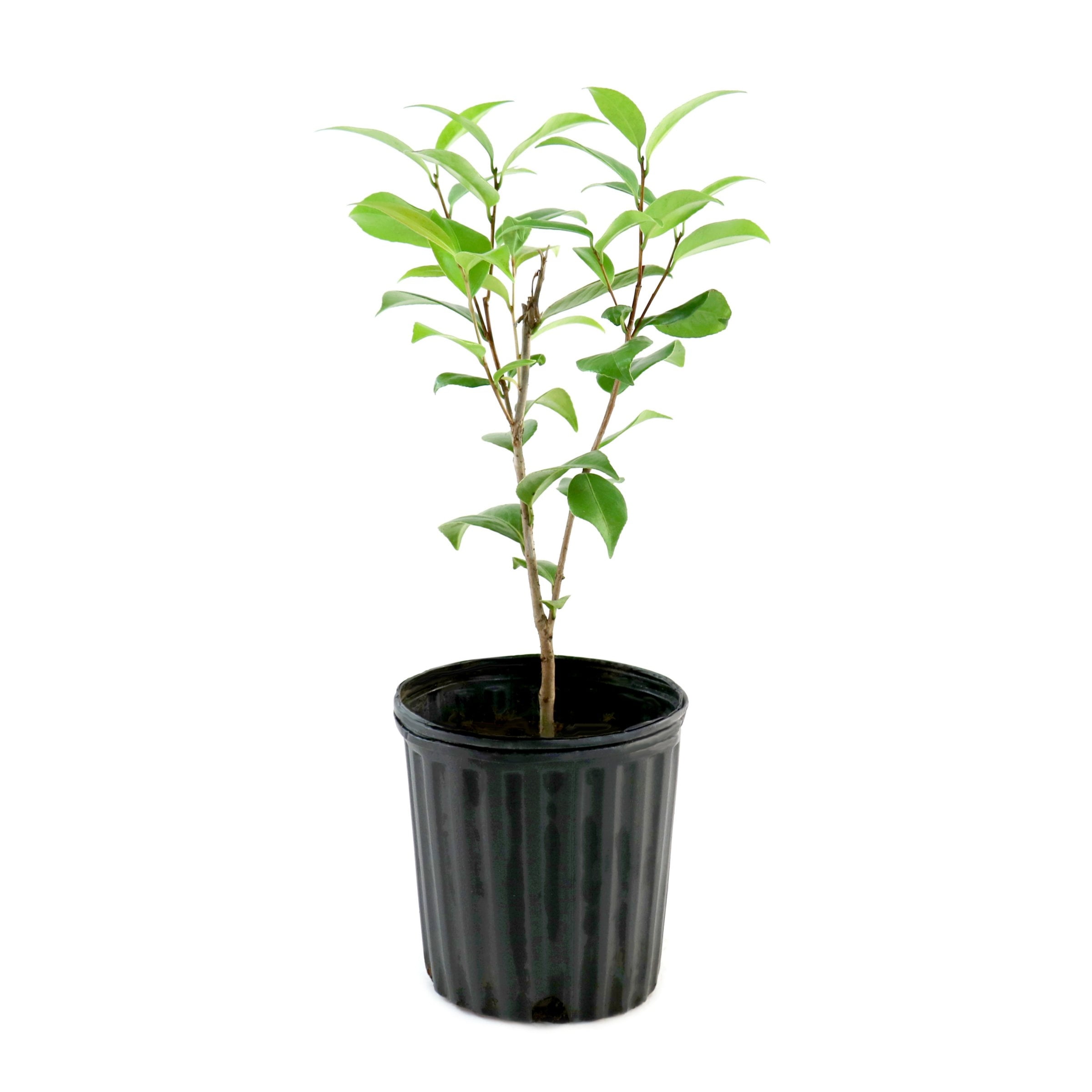 SASA✴︎ National Plant Network Camellia Sasanqua 'Shi Shi Gashira' Live