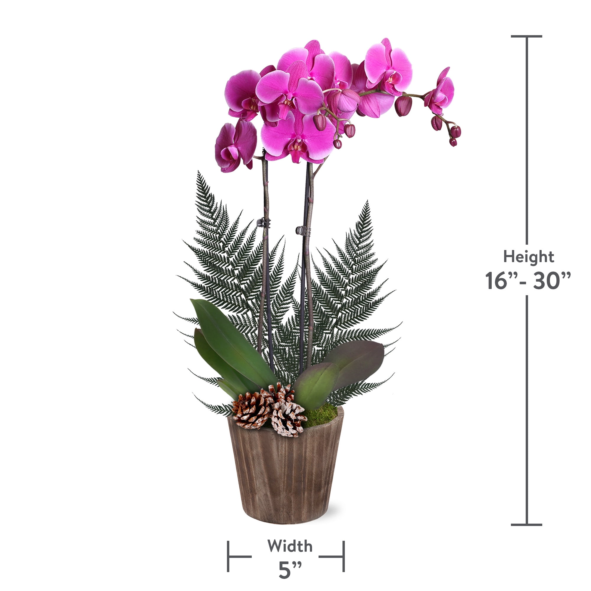 Just Add Ice 16-30" Premium Purple Orchid Live Plant W/Fern in 5" Brown Wood Pot with Snowy Pinecones, House Plant
