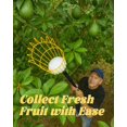 thumbnail image 3 of Recolector de frutas BlumeTrec con poste ajustable de 4,1 m y cesta, 3 of 7