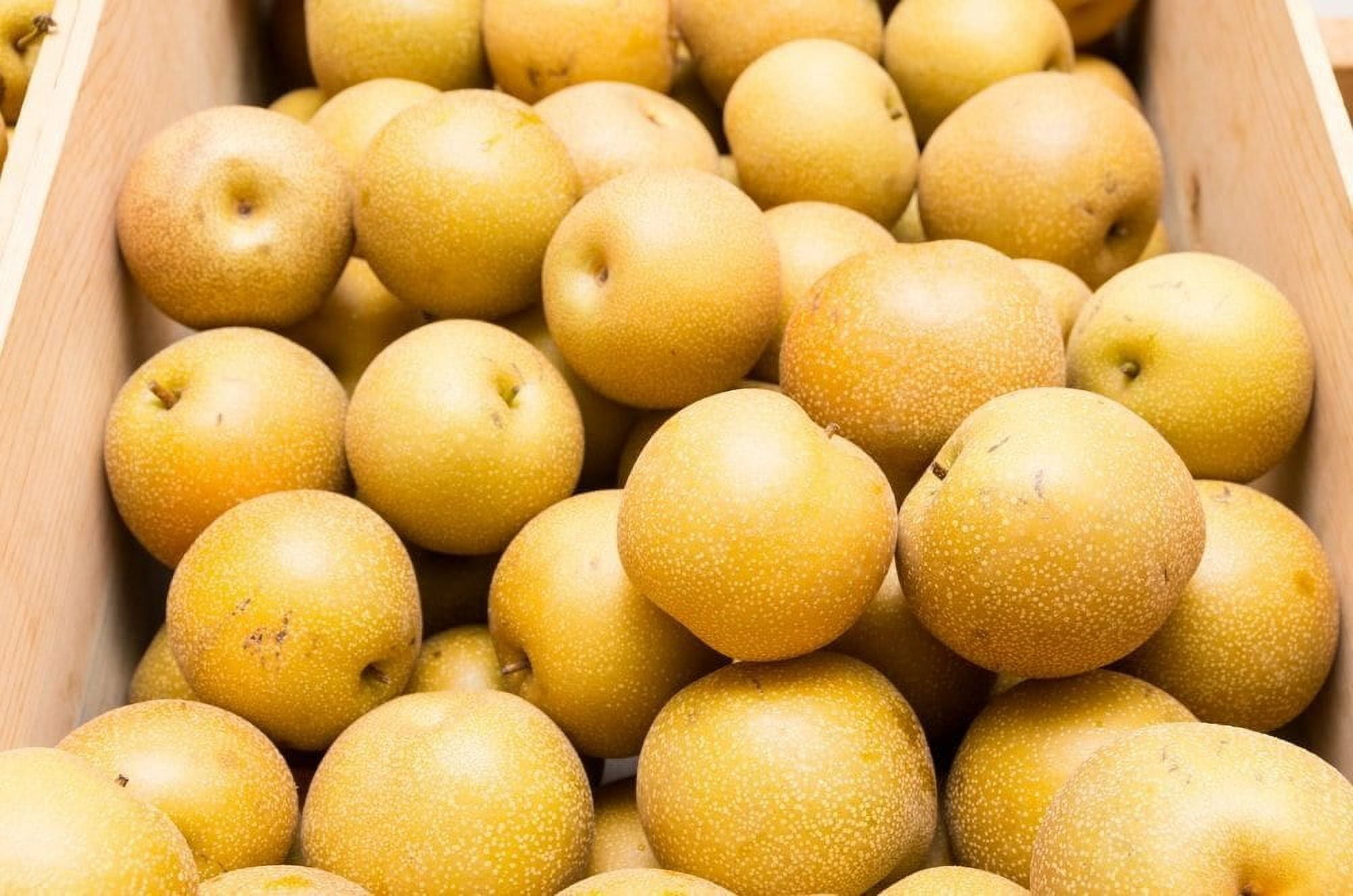 Fresh Asian Pears, Each