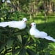thumbnail image 1 of Muñeca 2 uds., modelo de pájaros de jardín, accesorios para fotos, palomas de la paz artificiales, decoración de mesa para el hogar Wdftyju  Libre de BPA, 1 of 8