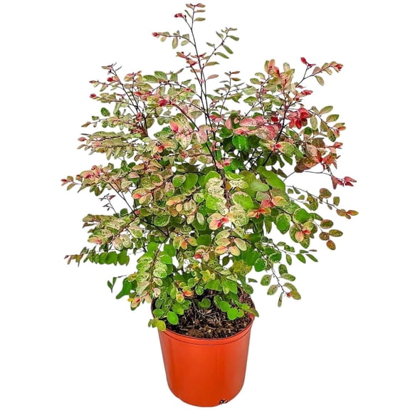 Tropical Plants of Florida 20" to 24" Snow on the Mountain Plant; Partial Shade, Foliage Plant, Growers Pot