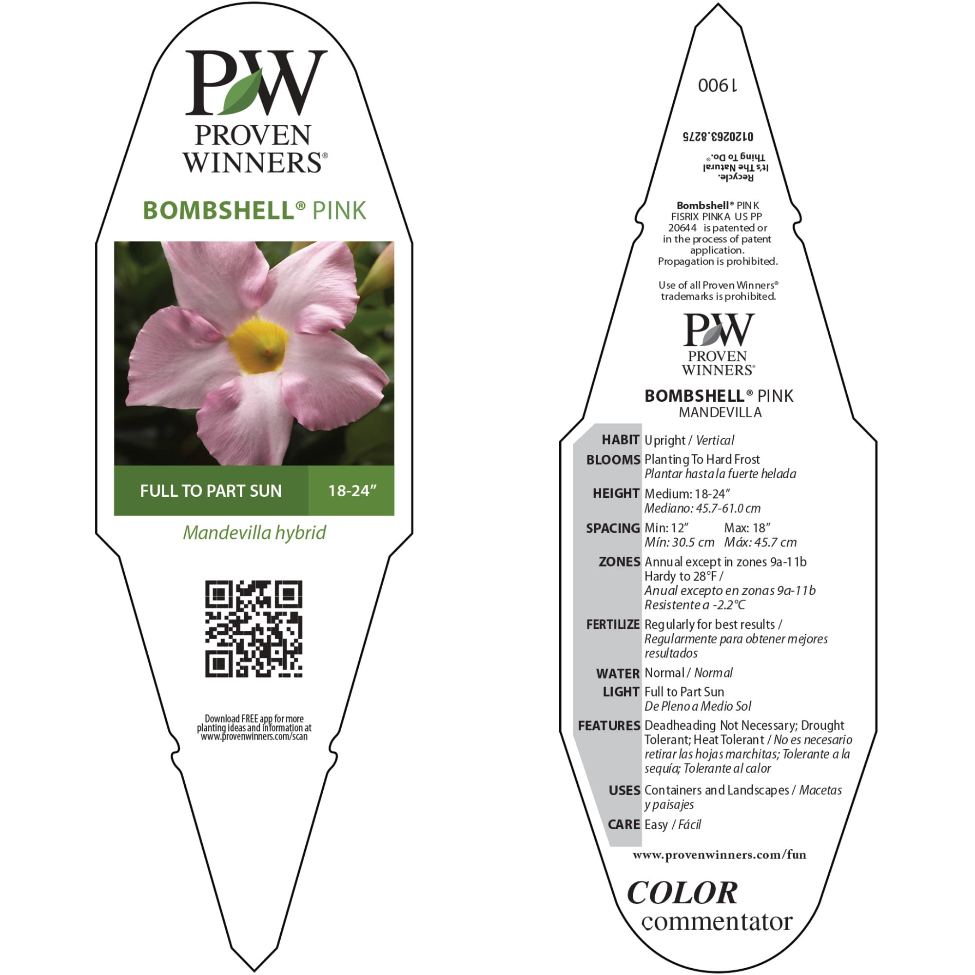 Proven Winners 5" Bombshell Pink Rocktrumpet Live Plant in 4.5" Pot (4 Count)