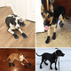 thumbnail image 4 of Botas protectoras para perros, impermeables, con cordones y tira reflectante ajustable (talla 4: largo del zapato 6,5 cm, ancho del zapato 5 cm)., 4 of 5