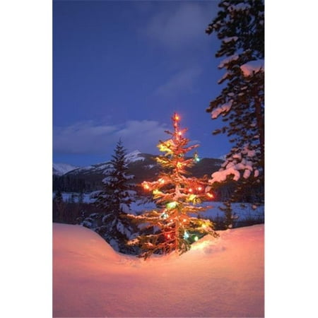 Posterazzi DPI1773884LARGE Christmas Tree Outdoors At Night Poster Print by Carson Ganci, 22 x 34 -