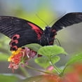 thumbnail image 2 of Fitzharris, Tim 20x20 Gold Ornate Wood Framed with Double Matting Museum Art Print Titled - Buongon sailor butterfly-Papilio rumanzobia, 2 of 4