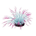 thumbnail image 1 of Penn-Plax, Pink Sea Anemone, 1 of 2
