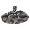 thumbnail image 3 of Hi-Line Gift 87680-B Regius Ball Python Statue, 3 of 7
