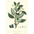 thumbnail image 3 of Weddell 17x24 Black Modern Framed Museum Art Print Titled - Woodland Foliage III, 3 of 5